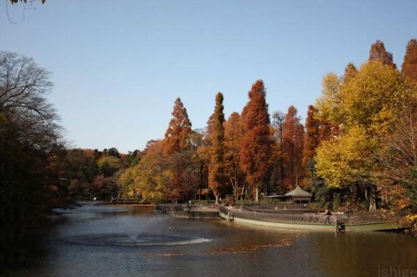 東京 吉祥寺 井之頭 井の頭恩賜公園 杜如風 TVB 東京攻略 賞櫻 三鷹之森 吉卜力博物館